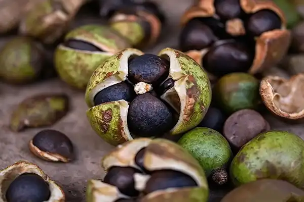 What Is Camellia Oleifera Seed Extract Used For?